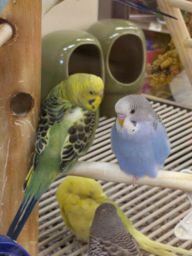 Pet Supply Store «Petco Animal Supplies», reviews and photos, 8213 Hwy 72 W c, Madison, AL 35758, USA