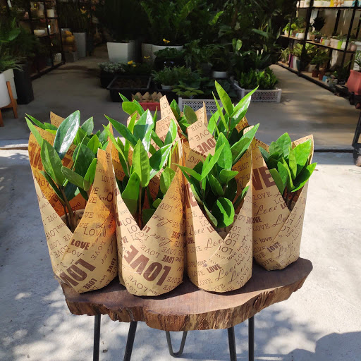 Top 20 cửa hàng cây kiểng Huyện Ba Vì Hà Nội 2022