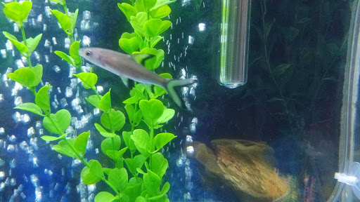 Pet Supply Store «Pet Supplies Plus», reviews and photos, 585 Moseley Rd, Fairport, NY 14450, USA