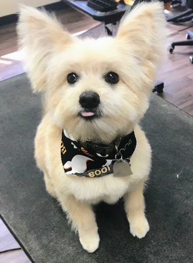 Pet Groomer «U Dirty Dog», reviews and photos, 232 Stevens Entry, Peachtree City, GA 30269, USA