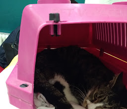 Veterinary clinic for small animals and pets photo