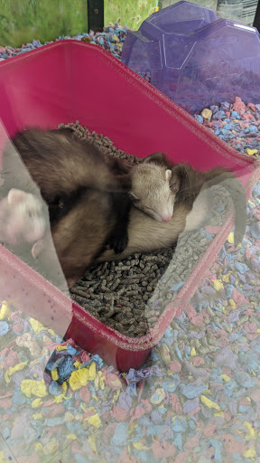 Pet Supply Store «Petco Animal Supplies», reviews and photos, 6137 Mid Rivers Mall Dr, St Charles, MO 63304, USA