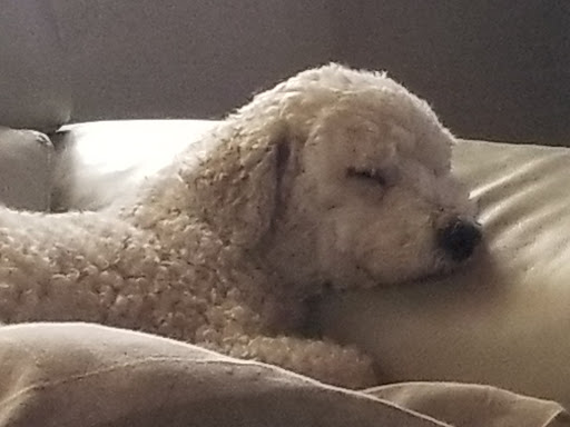 Barber Shop «Belleview Barber Shop», reviews and photos, 2346 E Fairmount Ave, Phoenix, AZ 85016, USA