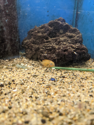 Pet Store «Sierra Fish and Pets», reviews and photos, 601 S Grady Way Suite M, Renton, WA 98057, USA
