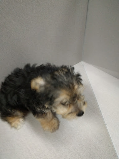 Pet Store «Pets Plus», reviews and photos, 5054 Old Taylor Mill Rd, Taylor Mill, KY 41015, USA