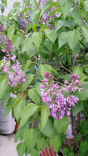 Park «Redmond Park», reviews and photos, 545 John St, Bensenville, IL 60106, USA