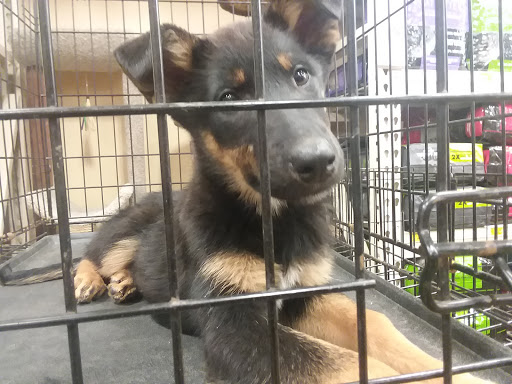 Pet Supply Store «PetSmart», reviews and photos, 55 Boston Post Rd, Orange, CT 06477, USA