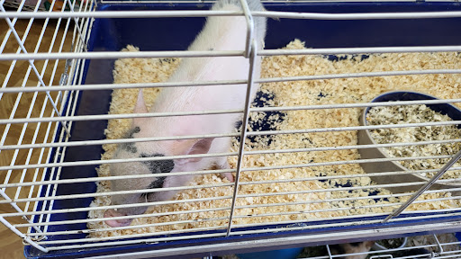 Pet Supply Store «Lucky Pets», reviews and photos, 9219 Whittier Blvd, Pico Rivera, CA 90660, USA