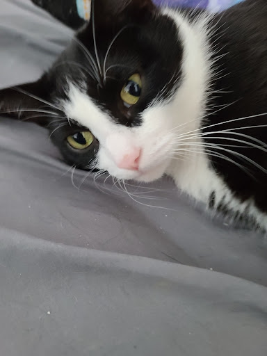 Pet Supply Store «PetSmart», reviews and photos, 4550 W Lake Mary Blvd, Lake Mary, FL 32746, USA