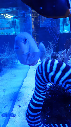 Aquarium «Fish Collection Inc», reviews and photos, 1609 NE 163rd St, North Miami Beach, FL 33162, USA