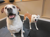 Free Dog - Photo 3 - Car repair in Plaistow, NH, Hartford