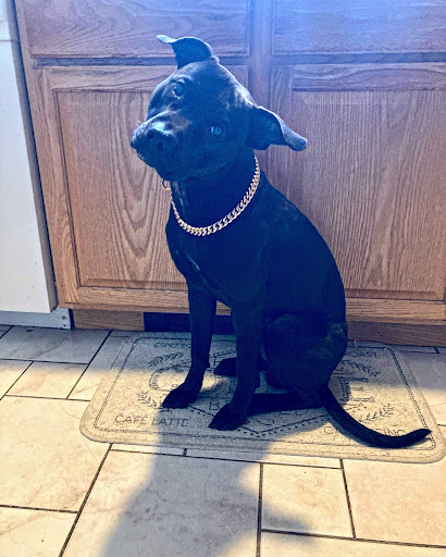 Pet Supply Store «Ace Pet Supply & K-9 Center Inc», reviews and photos, 206 Vanderpool St, Newark, NJ 07114, USA