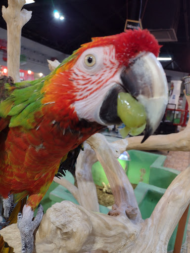 Pet Store «Exotic Tropical Petworld LLC.», reviews and photos, 1716 W Hackberry Ave, McAllen, TX 78501, USA