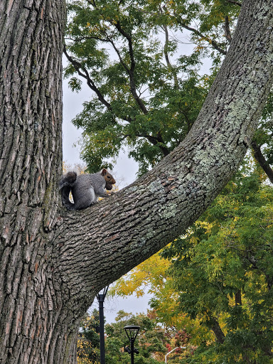 Park «Cambridge Common Park», reviews and photos, Waterhouse St & Massachusetts Ave, Cambridge, MA 02138, USA