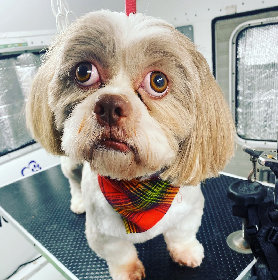 Golden Eyes Mobile Dog Grooming (Small Dogs Only)