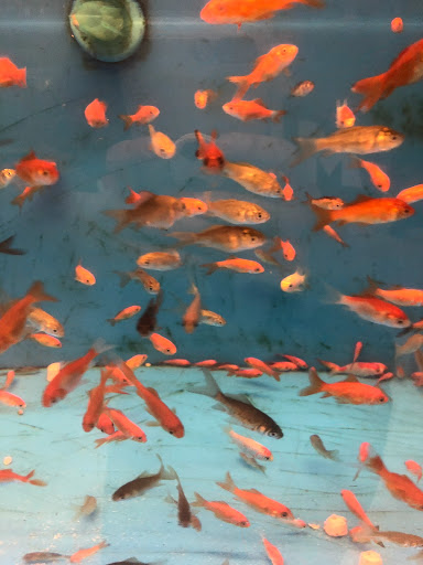 Pet Supply Store «PetSmart», reviews and photos, 14137 Rivergate Pkwy, Charlotte, NC 28273, USA