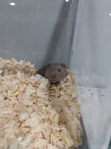 Pet Supply Store «Pet Quarters», reviews and photos, 486 Payne Rd, Scarborough, ME 04074, USA