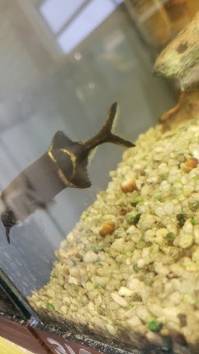 Pet Store «Hutch Pet Shop», reviews and photos, 103 Lake St, Kent, OH 44240, USA