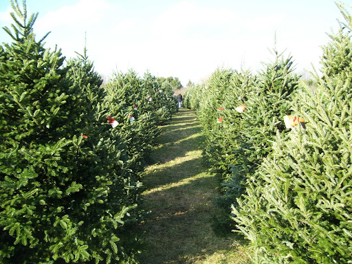 Medina Christmas Tree Farm