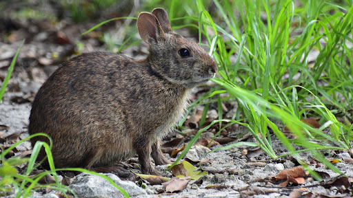 Golf Club «Plantation Preserve Golf Course & Club», reviews and photos, 7050 W Broward Blvd, Plantation, FL 33317, USA