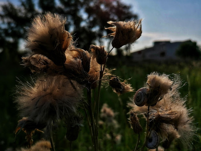 Lila Büfé - Miskolc