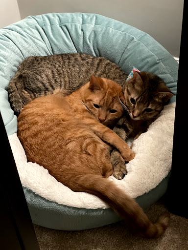 Pet Supply Store «PetSmart», reviews and photos, 9041 Snowden Square Dr, Columbia, MD 21045, USA