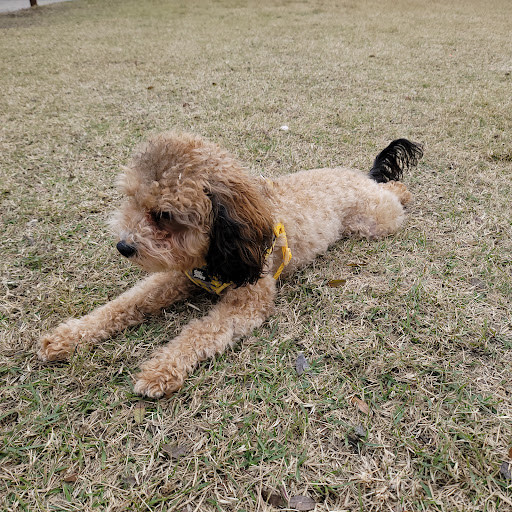 Park «Al Helms Dog Park», reviews and photos, 1022 Balboa Ave, Panama City, FL 32401, USA