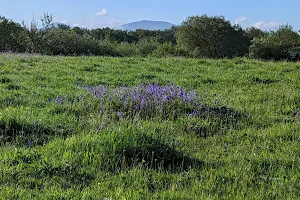 Eithinog North Wales Wildlife Trust Nature Reserve image