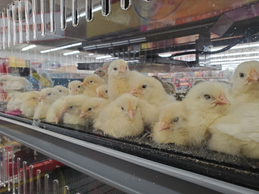 Home Improvement Store «Tractor Supply Co.», reviews and photos, 55 Crystal Ave #17a, Derry, NH 03038, USA