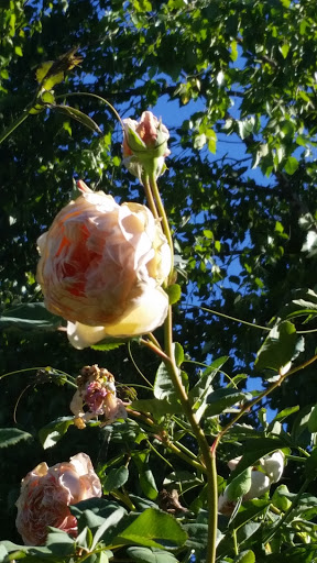 Gift Shop «Rose & Thorn», reviews and photos, 10050 Bodega Hwy, Sebastopol, CA 95472, USA