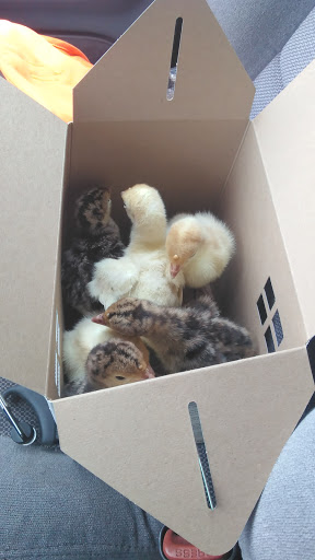 Department Store «Rural King», reviews and photos, 230 Central Pkwy, Heath, OH 43056, USA