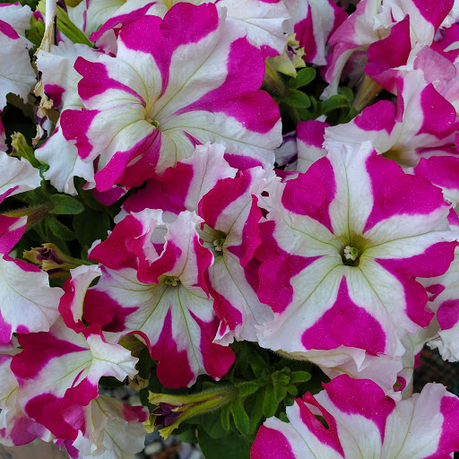 Home Improvement Store «The Home Depot», reviews and photos, 20777 Hall Rd, Macomb, MI 48044, USA