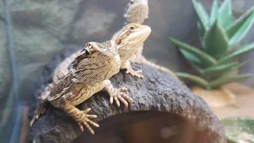 Pet Supply Store «Petco Animal Supplies», reviews and photos, 855 E Bidwell St, Folsom, CA 95630, USA