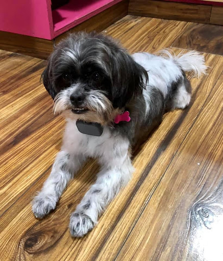 Pet Groomer «Woof Gang Bakery Rockwall», reviews and photos, 832 Steger Towne Rd, Rockwall, TX 75032, USA