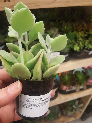 Home Improvement Store «The Home Depot», reviews and photos, 11100 Telegraph Rd, Taylor, MI 48180, USA