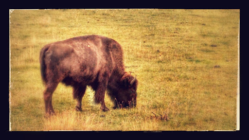 Science Museum «Museum of the Rockies», reviews and photos, 600 W Kagy Blvd, Bozeman, MT 59717, USA