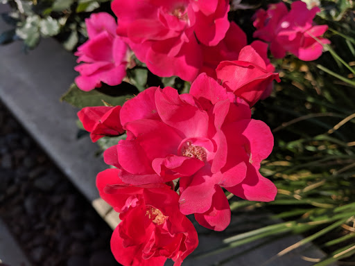 Community Center «Peninsula Park Community Center», reviews and photos, 700 N Rosa Parks Way, Portland, OR 97217, USA