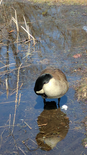 Park «Shedd Park», reviews and photos, 453 Rogers St, Lowell, MA 01852, USA