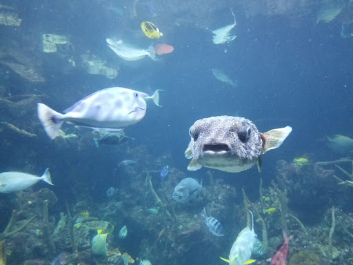 Gift Shop «Seattle Aquarium Gift Store», reviews and photos, 1483 Alaskan Way, Seattle, WA 98101, USA