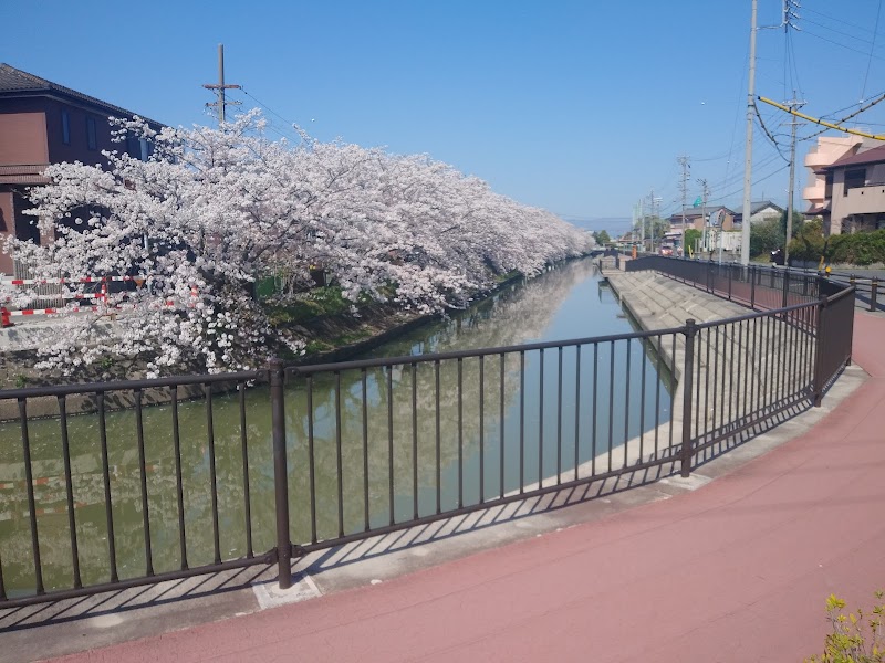 ゲノタ桜