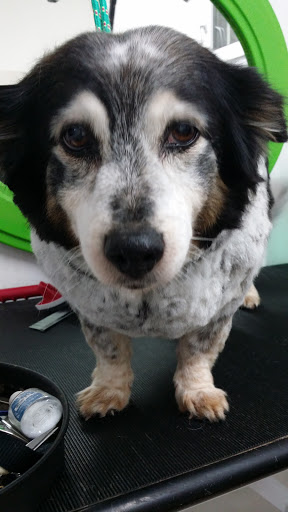 Pensioni per cani e dog hotel a Battaglia sas di Amanda e C.