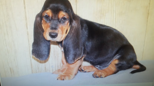 Pet Supply Store «Lil Rascals», reviews and photos, 10035 Gulf Center Dr #105, Fort Myers, FL 33913, USA