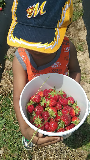 Tourist Attraction «Sugar Hill U-pick Farms», reviews and photos, 3595 Co Rd 59, Verbena, AL 36091, USA