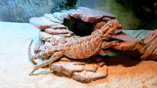 Pet Store «Claremont Pet & Aquarium Center», reviews and photos, 201 Washington St, Claremont, NH 03743, USA