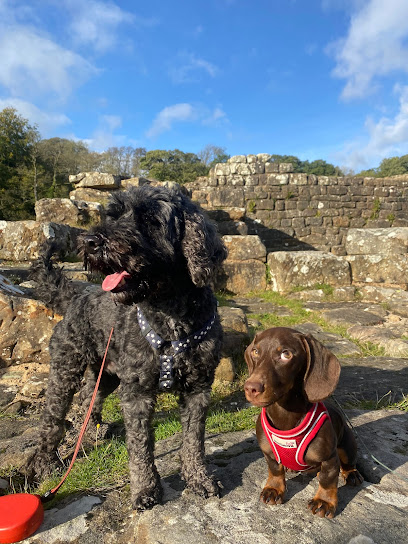 Barky and Hutch Pet Services