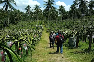 Eddie Silan's Dragonfruit Farm - Silan Agri farm image