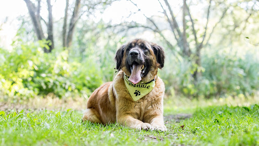 Bonnies Hundewelt unter Burgebrach, 