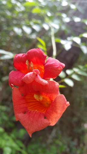 Park «Lake Houston Wilderness Park», reviews and photos, 25840 FM 1485, New Caney, TX 77357, USA