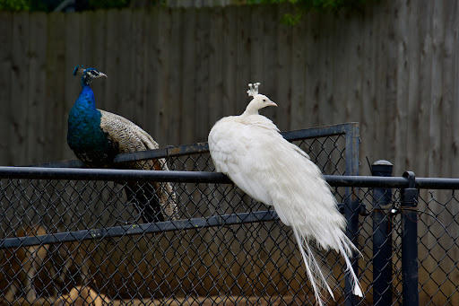 Zoo «Dickerson Park Zoo», reviews and photos, 1401 W Norton Rd, Springfield, MO 65803, USA