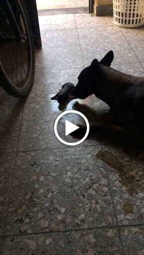 Clothing Store «Burlington Coat Factory», reviews and photos, 833 Lancaster Dr NE, Salem, OR 97301, USA